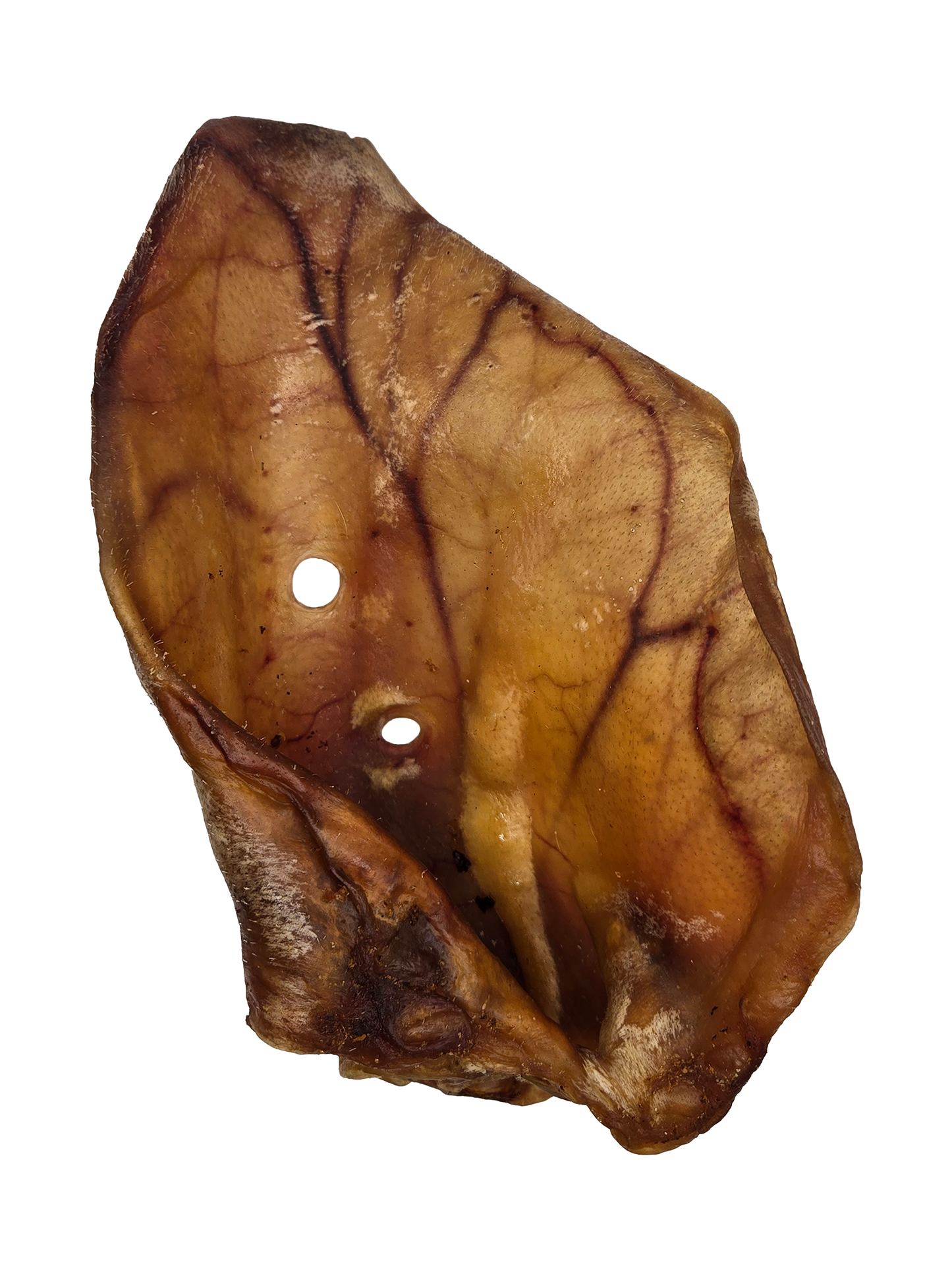 Oreille de porc géante